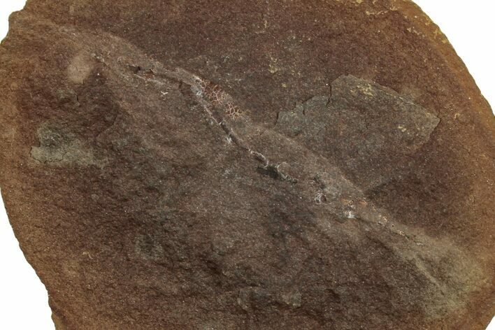 Fossil Shrimp (Peachocaris) Nodule Pos/Neg - Illinois #262955